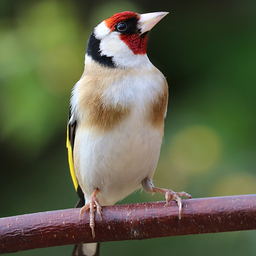 Goldfinch Sounds and Singing