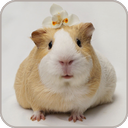 Guinea Pig Wallpaper