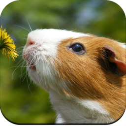 Guinea Pig Wallpaper HD