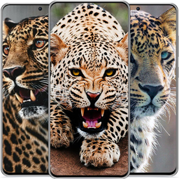 Leopard Wallpapers HD 🐯