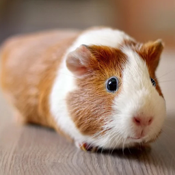 Guinea Pig Wallpapers