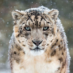 Snow Leopard Wallpapers