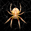 Spider Wallpapers