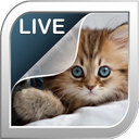 Kittens Live Wallpaper