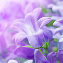 Lilac Flowers Live Wallpaper