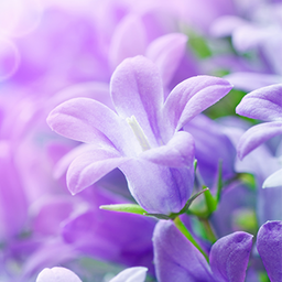 Lilac Flowers Live Wallpaper