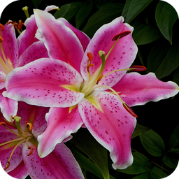 Lily Flower Wallpaper