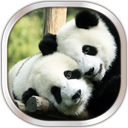 Panda Live Wallpaper