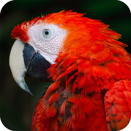 Parrot Wallpaper