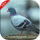 Pigeon Wallpapers