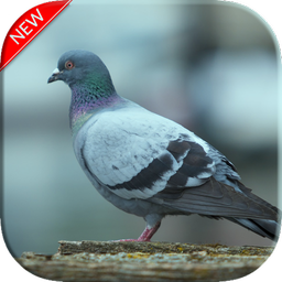 Pigeon Wallpapers