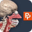 Primal’s 3D Human Anatomy Quiz