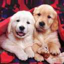 Puppies Live Wallpaper