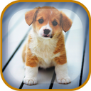 Puppy Live Wallpaper