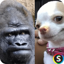 Funny Animal Stickers - Stickers