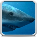 Sharks Live Wallpaper
