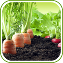 Vegetable Garden Design Ideas