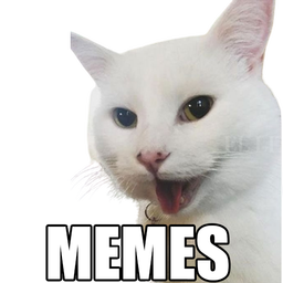 🐱New Cats Memes 2020(WAStickerApps)