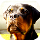 Rottweiler Wallpaper: Dog Wallpapers