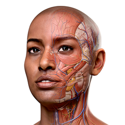 Complete Anatomy - Learn in 3D