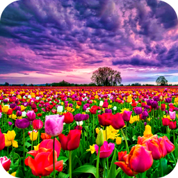 Flower Fields Live Wallpaper