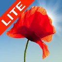 Poppy Field Lite