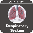 Respiratory System