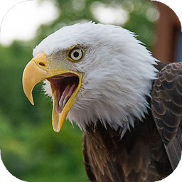 Eagle Wallpapers HD (backgrounds & themes)