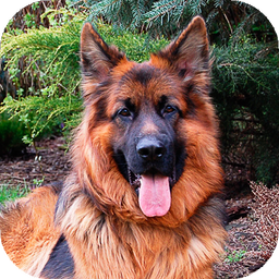 German Shepherd Wallpapers  (backgrounds & themes)