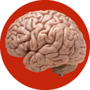 آموزش آناتومی مغز و اعصاب