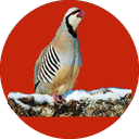 آموزش پرورش کبک