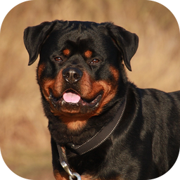 Rottweiler Dog Life Simulator