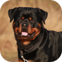 Rottweiler Dog Life Simulator