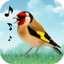 Birds Sounds
