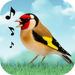 Birds Sounds