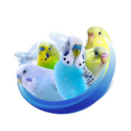 Alen AxP Budgie Community