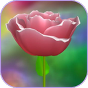 3D Rose Live Wallpaper