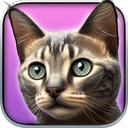 My Kitten : Virtual Pet