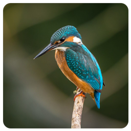 birds sound