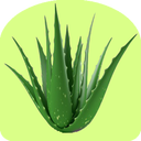 All about AloeVera!