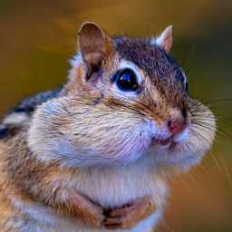 Chipmunk Wallpaper