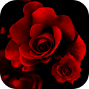 Roses Live Wallpaper