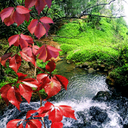 Nature Pond Live Wallpaper