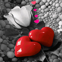 Valentine Rose Hearts LWP