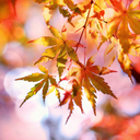 Beautiful Autumn Live Wallpape