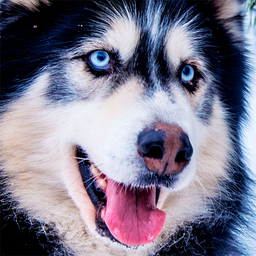 Husky dog Wallpaper HD Themes