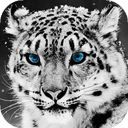 Snow Leopard Wallpaper HD : backgrounds & themes