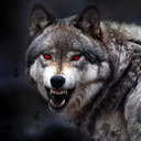 Wolf Wallpaper HD: Backgrounds