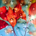 Rains Live Wallpaper