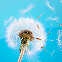 Wallpapers Dandelion